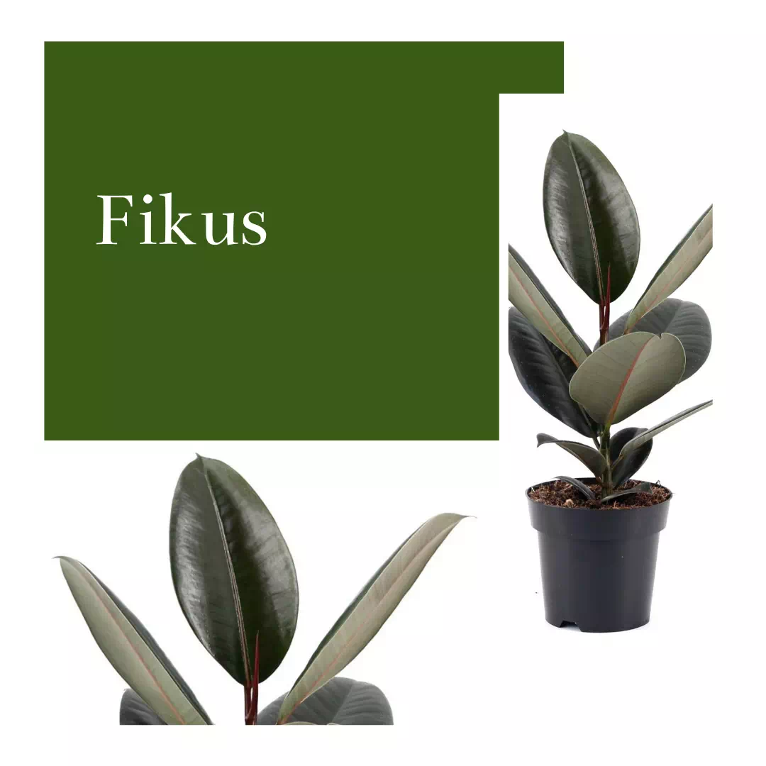 Fikus 'Abidjan'