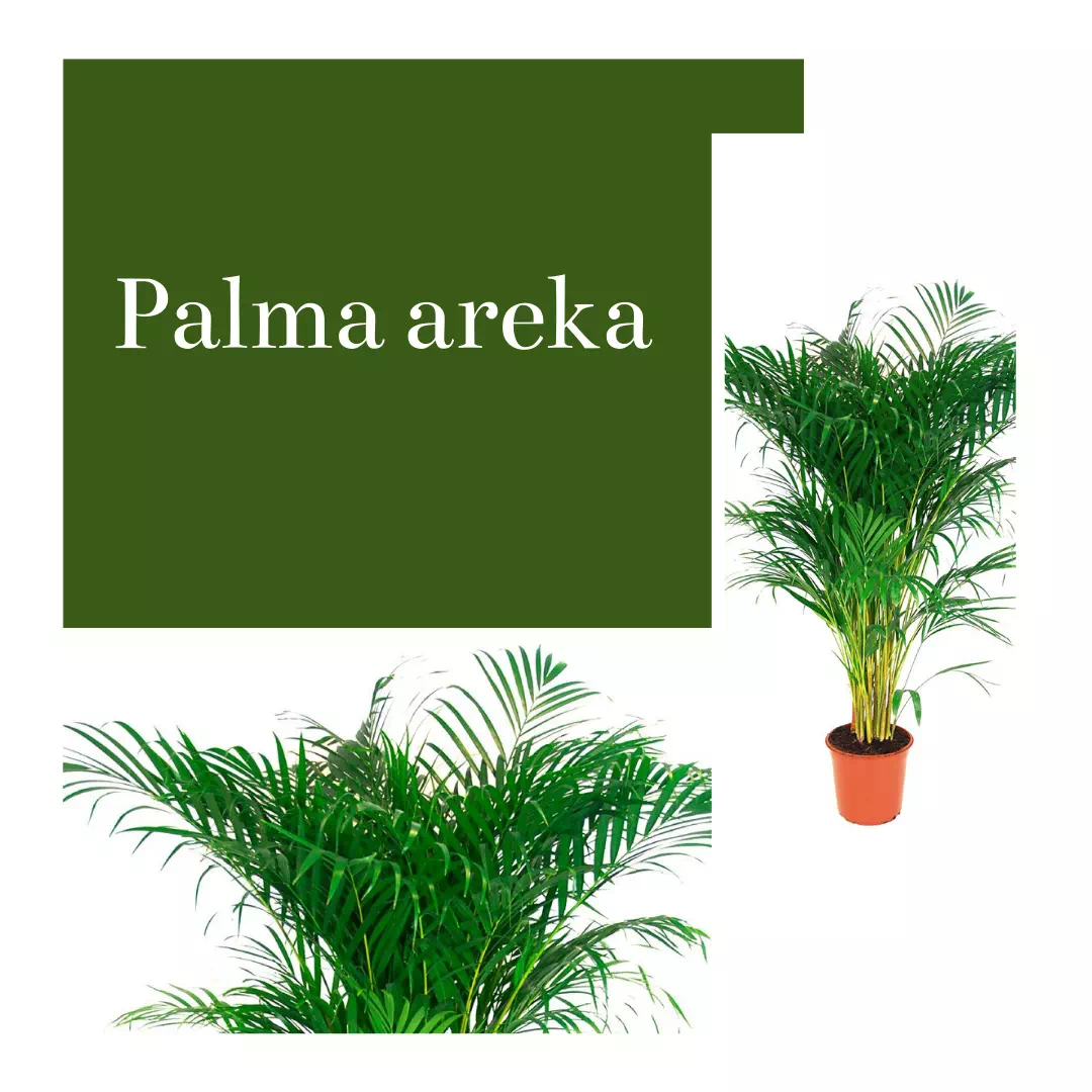 Palma Areka